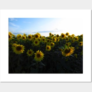 blooming sunflowers, sunflower, sunfower field, flowers Posters and Art